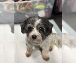 Small #3 Havanese
