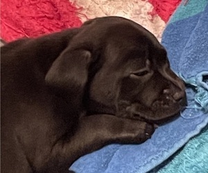 Boxer Puppy for sale in PUYALLUP, WA, USA