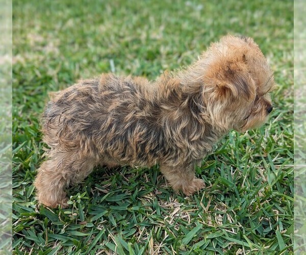 Medium Photo #9 Yorkshire Terrier Puppy For Sale in ESTERO, FL, USA