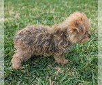 Small Photo #9 Yorkshire Terrier Puppy For Sale in ESTERO, FL, USA