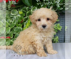 Bichpoo Puppy for sale in NARVON, PA, USA