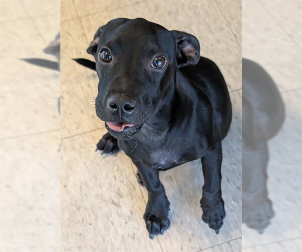 Medium Photo #1 Labrador Retriever Puppy For Sale in Plano, TX, USA