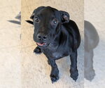 Small Labrador Retriever
