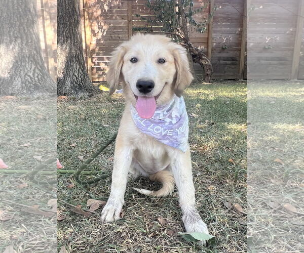 Medium Photo #2 Great Pyrenees Puppy For Sale in Spring, TX, USA