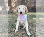 Small #1 Great Pyrenees