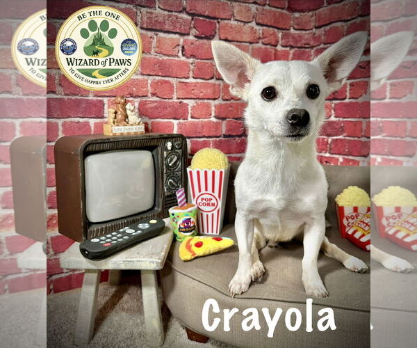 Medium Photo #2 Chihuahua-Unknown Mix Puppy For Sale in Arcadia, FL, USA