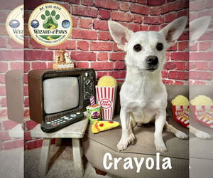 Crayola - Male Chihuahua-Unknown Mix Dog for Adoption - Photo #2