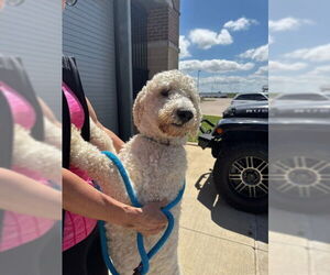 Sheepadoodle Dogs for adoption in Sebec, ME, USA
