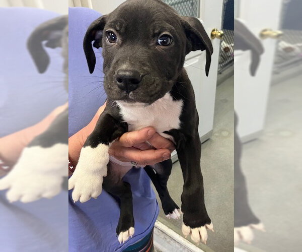 Medium Photo #1 Mutt Puppy For Sale in Sterling, MA, USA