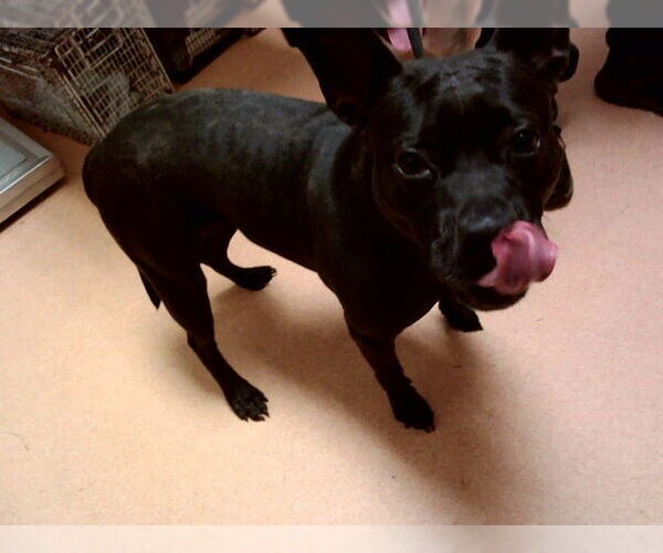 Medium Photo #1 American Pit Bull Terrier-Unknown Mix Puppy For Sale in Martinez, CA, USA