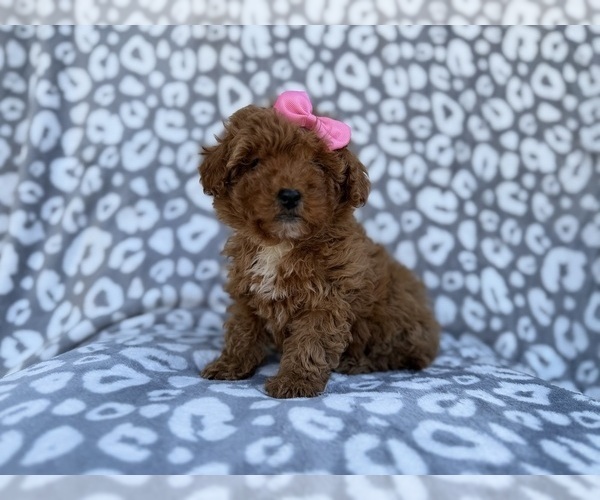 Medium Photo #5 Cavapoo (Miniature) Puppy For Sale in LAKELAND, FL, USA
