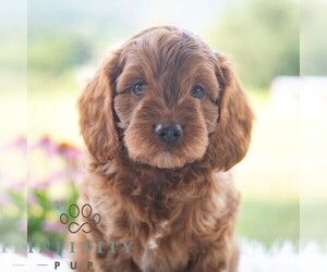 Cavapoo (Miniature) Puppy for sale in PAXINOS, PA, USA