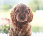 Image preview for Ad Listing. Nickname: Baylor