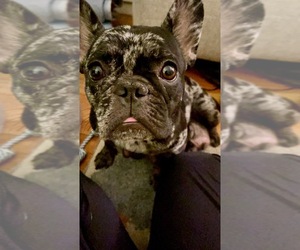 Mother of the French Bulldog puppies born on 10/09/2025