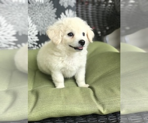 Poodle (Toy) Puppy for sale in BOWLING GREEN, KY, USA