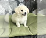 Small Photo #1 Poodle (Toy) Puppy For Sale in BOWLING GREEN, KY, USA
