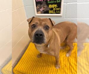 Labrador Retriever-Unknown Mix Dogs for adoption in Brighton, CO, USA