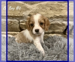 Cavapoo Puppy for sale in TULSA, OK, USA