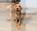 Small Golden Retriever Mix