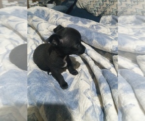 Chihuahua Puppy for sale in SHALLOTTE, NC, USA