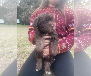 Goldendoodle-YorkiePoo Mix Puppy for sale in TALLAHASSEE, FL, USA
