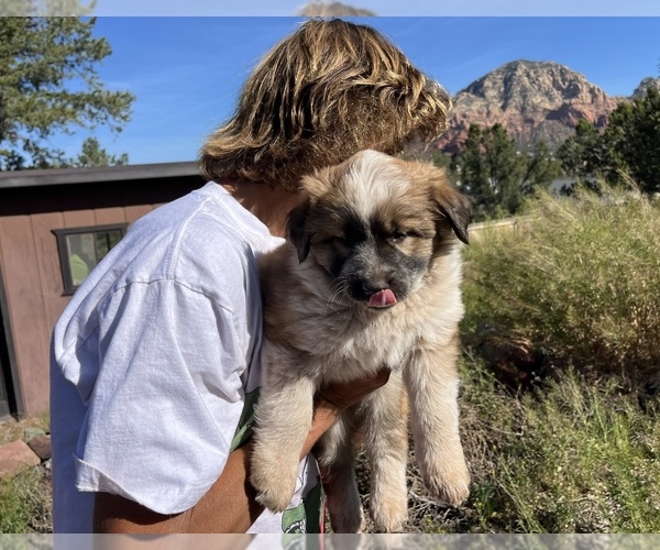 Medium Photo #5 Border Collie-Shiloh Shepherd Mix Puppy For Sale in SEDONA, AZ, USA