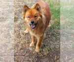 Small #3 Chow Chow Mix