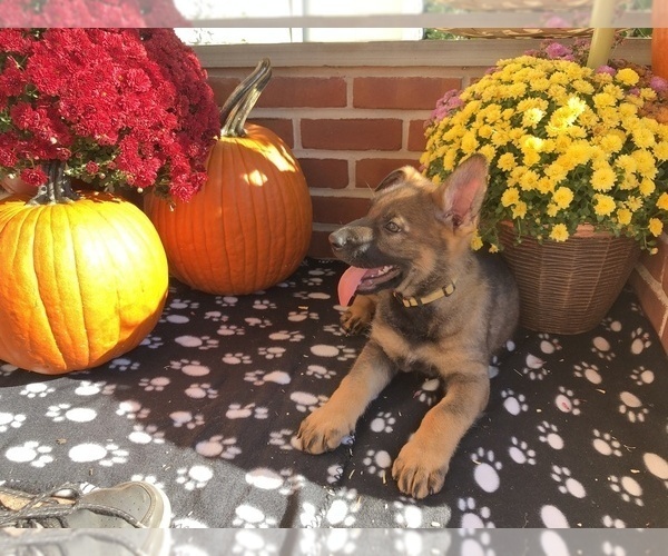 Medium Photo #32 German Shepherd Dog Puppy For Sale in HAMILTON, NJ, USA