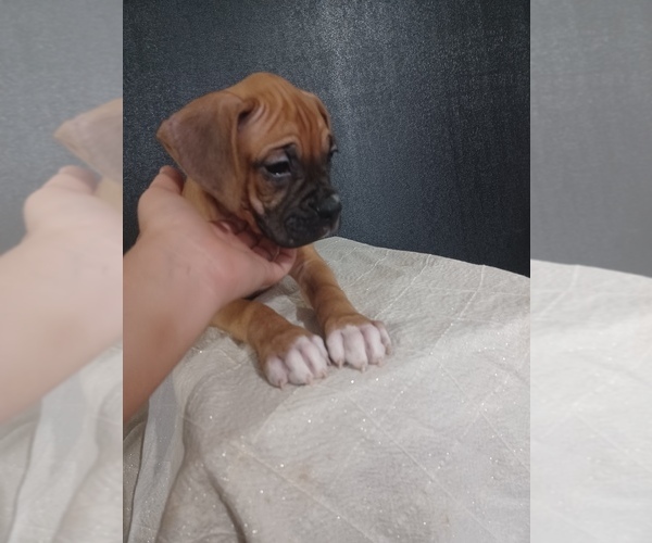 Medium Photo #2 Boxer Puppy For Sale in NILES, MI, USA
