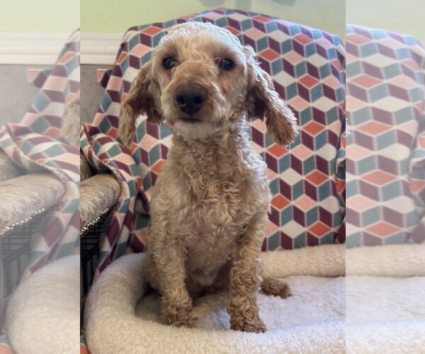 Medium Photo #7 Poodle (Miniature) Puppy For Sale in Pacolet, SC, USA