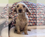 Small #6 Poodle (Miniature)