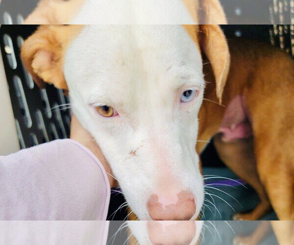 Medium Photo #1 Labrador Retriever-Unknown Mix Puppy For Sale in Rockaway, NJ, USA