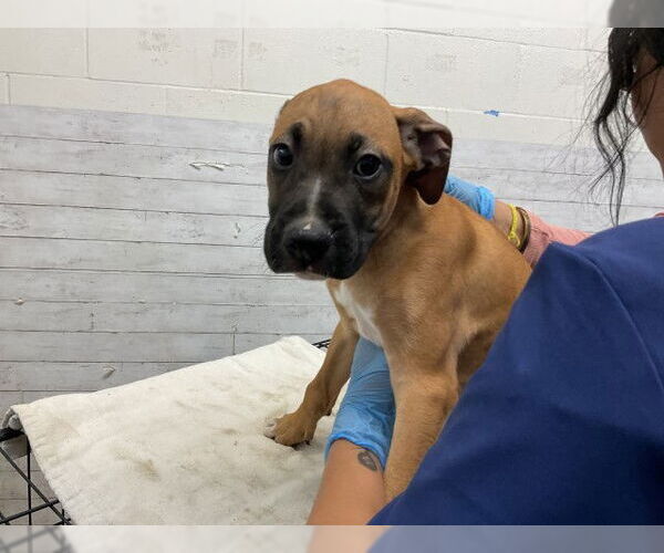 Medium Photo #1 Boxer Puppy For Sale in San Bernardino, CA, USA