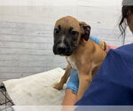 Small Boxer