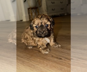 Medium ShihPoo