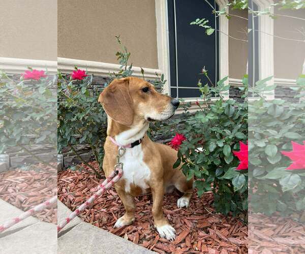 Medium Photo #4 Basschshund Puppy For Sale in Deepwater, NJ, USA