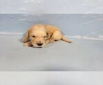 Small Photo #24 Golden Retriever Puppy For Sale in BLACK FOREST, CO, USA