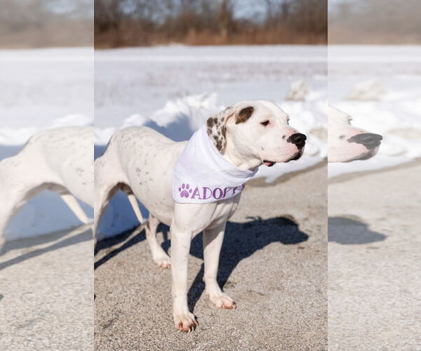 Medium Photo #8 Mutt Puppy For Sale in Crete, IL, USA