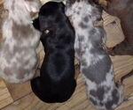 Small Photo #24 Dachshund Puppy For Sale in BON AQUA, TN, USA