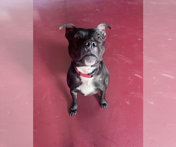 Medium Photo #5 Mutt Puppy For Sale in Webster, WI, USA