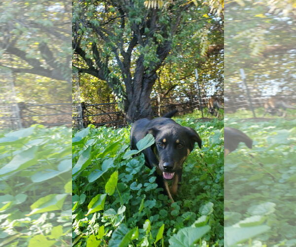 Medium Photo #2 Shepradors Puppy For Sale in Fresno, CA, USA