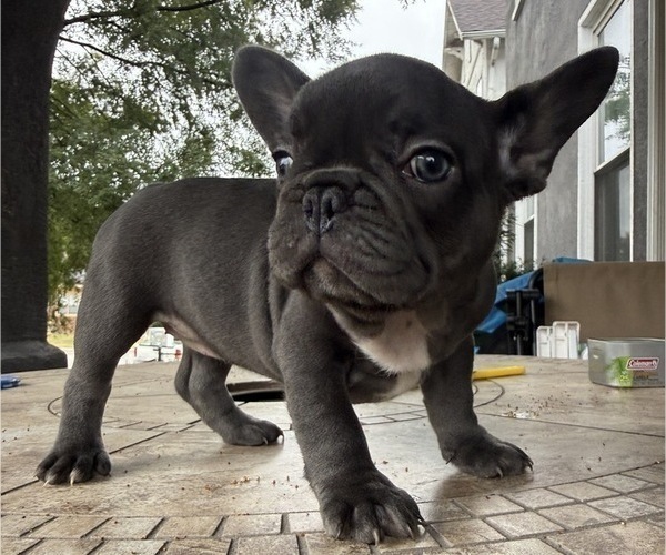 Medium Photo #5 French Bulldog Puppy For Sale in COLUMBUS, OH, USA