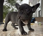 Small #4 French Bulldog