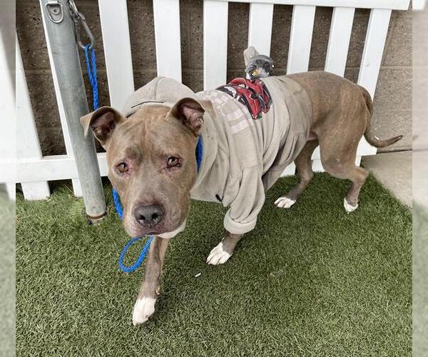 Medium Photo #1 Mutt Puppy For Sale in Modesto, CA, USA