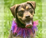 Small #3 American Pit Bull Terrier-Poodle (Standard) Mix