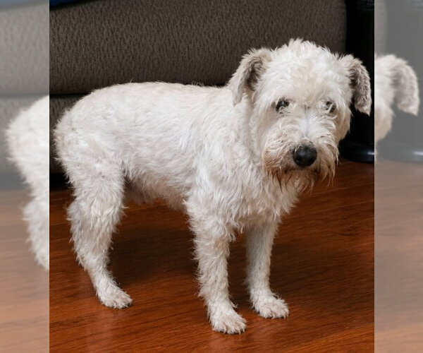 Medium Photo #2 Mutt Puppy For Sale in Minneapolis, MN, USA