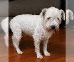 Small #1 Mutt