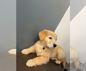 Golden Retriever Puppy for sale in LEANDER, TX, USA