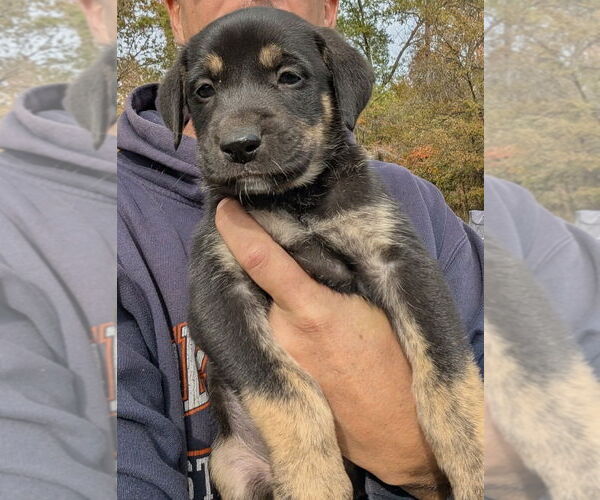 Medium Photo #1 Shollie Puppy For Sale in Oak Bluffs, MA, USA