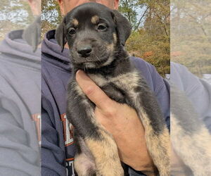 Shollie Dogs for adoption in Oak Bluffs, MA, USA